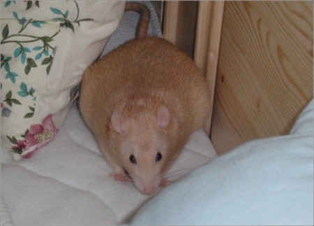 Puddlík den před porodem, stav 620g :-D